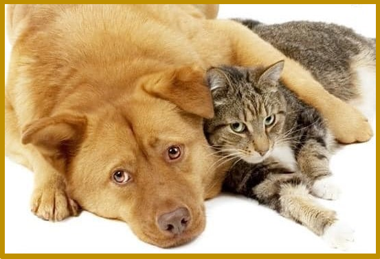 Cat and Dog Home Page